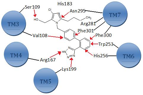 Discovery and development of angiotensin receptor blockers